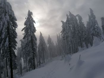 Panoramic view of pine trees on snow covered mountains against sky