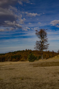 Trees on field against sky