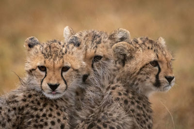 Close-up of cheetah cubs on land