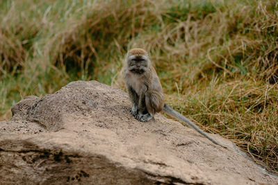 Meerkat sitting on rock