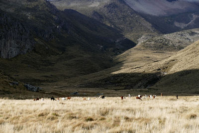 Flock of sheep grazing on landscape