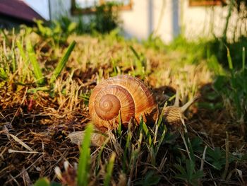 Close-up of snail on grass