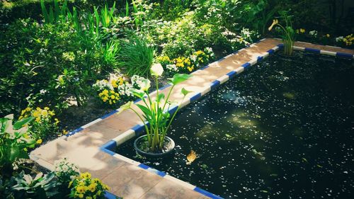 High angle view of potted plants in yard