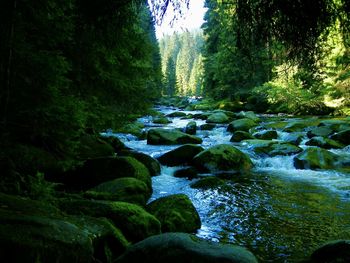 Stream flowing through rocks in forest