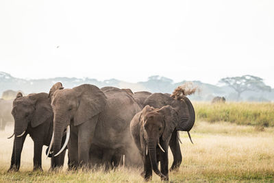 Elephant drinking water