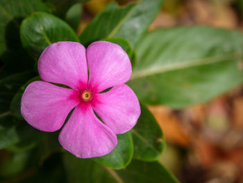 Close-up of pink flowering plant