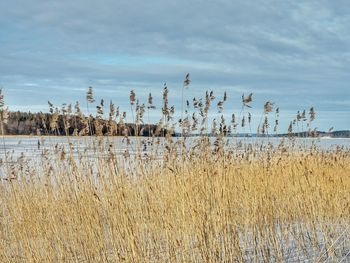 Scenic view of lake against sky