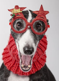 Close-up portrait of a dog christmas