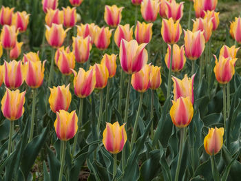 Close-up of tulips in field