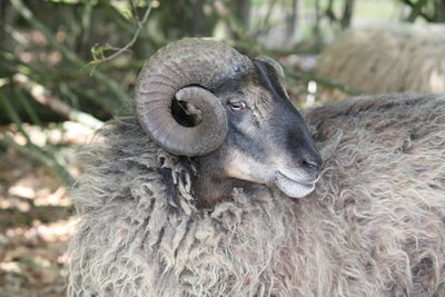 Close-up portrait of an animal