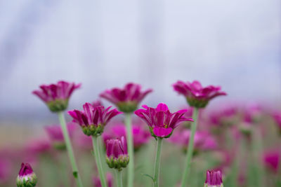 Close-up of pink flowering plants on field