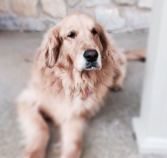 dog, pets, one animal, animal themes, domestic animals, mammal, focus on foreground, indoors, close-up, animal head, looking away, loyalty, one person, part of, selective focus, day, portrait, pet collar, sitting, puppy