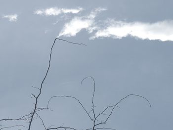 Low angle view of bare tree against sky