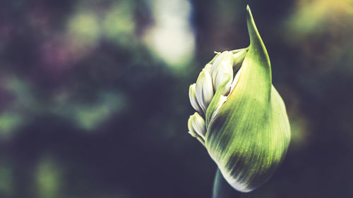 Aggapanthus flower just about to bloom against bokeh background of green