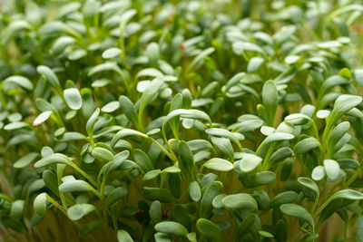 Full frame shot of fresh green plants