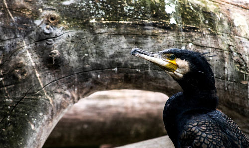 Close-up of bird perching on stone wall