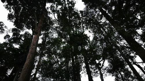 Low angle view of trees against sky