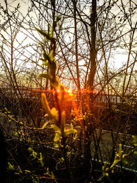 Close-up of bare trees on field against sky at sunset