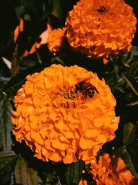 Close-up of insect on yellow flower