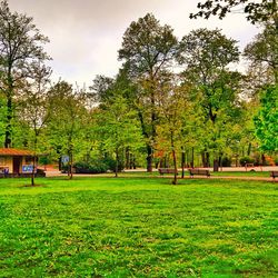 Trees in park