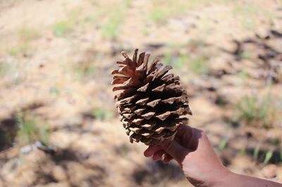 Close-up of hand holding pine cone