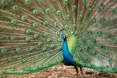 Close-up of peacock