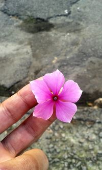 Close-up of pink flower