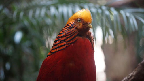 Close-up of a parrot