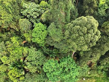 Full frame shot of plants