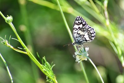 Butterfly on flower