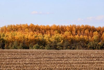 Trees on field against sky during autumn