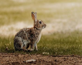 Side view of an animal on land