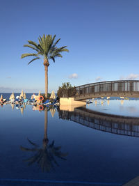 Infinity pool with palm tree