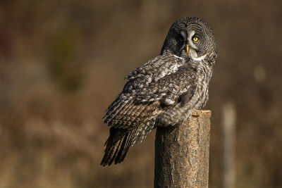 Photo of a trained great grey owl sits on a perch. strix nebulosa