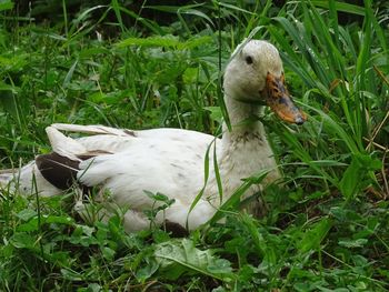 Duck in a field