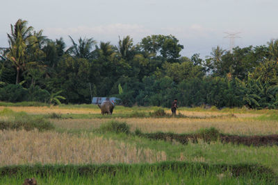 Horses on field against sky