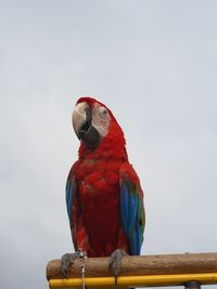 Close-up of parrot perching on railing against sky