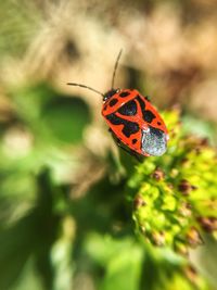 Close-up of butterfly on plant