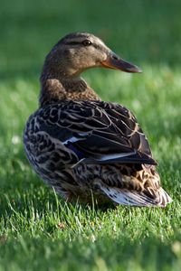 Close-up of a duck