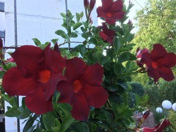 Close-up of red poppy flowers blooming outdoors