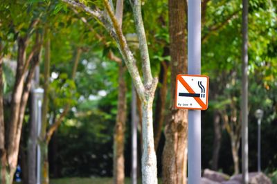 No smoking sign against trees on pole