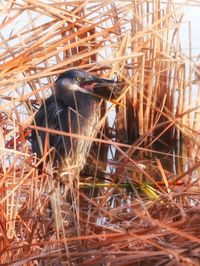 Close-up of bird in cage