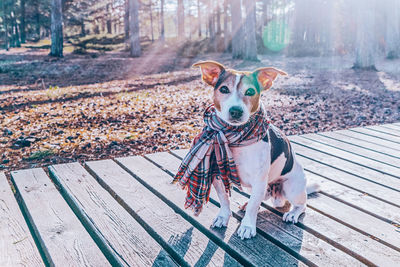 Dog wearing in scarf sitting on wooden boardwalk, looking at camera. care of dog health