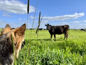 Close encounter of a cow and a german shepherd dog