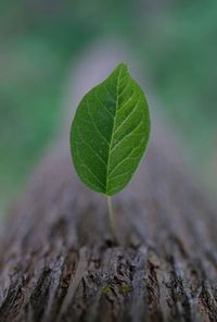 Close-up of leaf growing on wood