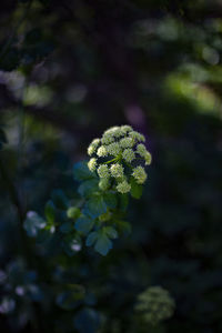 Close-up of flowering plant