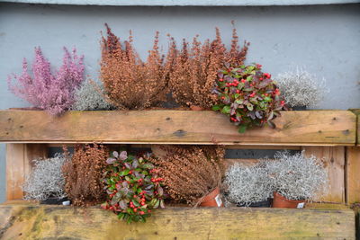 Close-up of potted plants on wooden structure