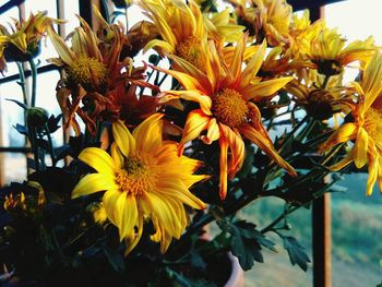 Close-up of sunflower