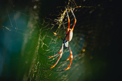 Close-up of spider on web