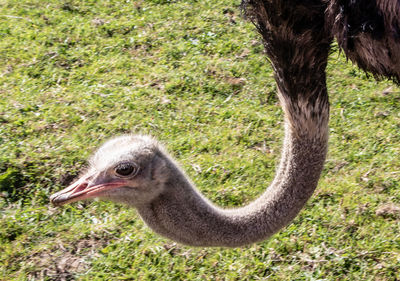 Close-up portrait of a bird on field